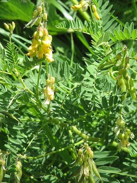 Unlocking the Potential: The Comprehensive Guide to Astragalus Tincture Benefits