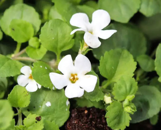 Brahmi Tincture: Nurturing Your Mind and Body with Nature's Wisdom