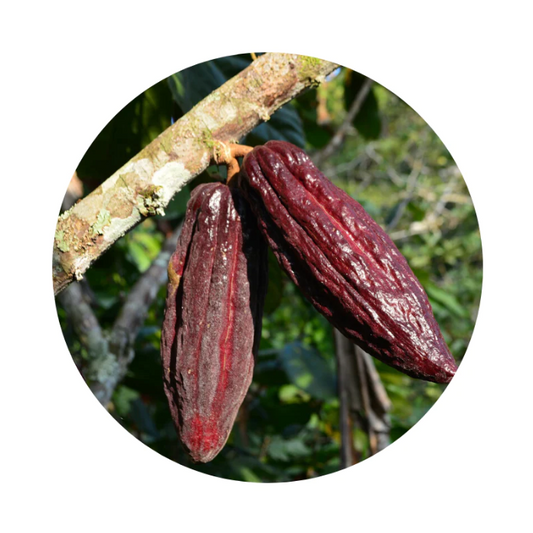 The Sweet Symphony of Health: Unraveling the Benefits of Cacao Tincture