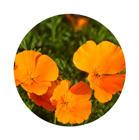 Unveiling the Natural Elixir: Exploring the Profound Benefits of California Poppy Tincture