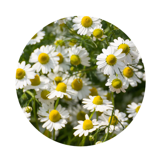 Chamomile Tincture Unveiled: A Deep Dive into the Natural Wonders and Health Benefits