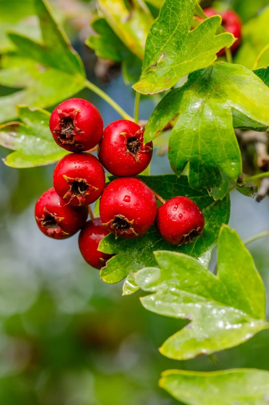 Hawthorn Tincture: Nurturing Heart Health and Beyond