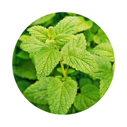 Lemon Balm Tincture: Unveiling Nature's Soothing Elixir for Mind and Body