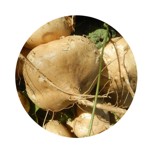 Maca Tincture: Energize, Revitalize, and Thrive Naturally