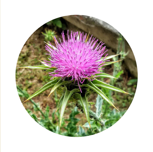 Milk Thistle Tincture: Nurturing Liver Health and Beyond