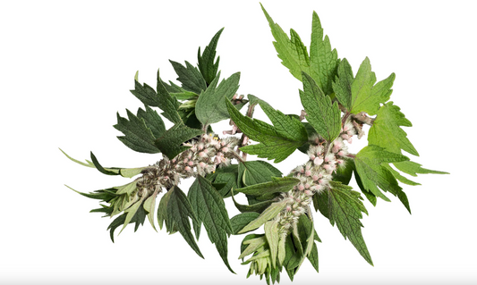 Motherwort Tincture: A Herbal Symphony for Women's Well-being