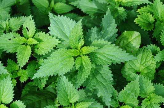 Nettle Tincture: Nature's Green Elixir for Vitality and Wellness