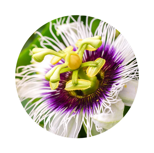 Passion Flower Tincture: Unveiling Nature's Tranquilizer for Stress Relief and Beyond