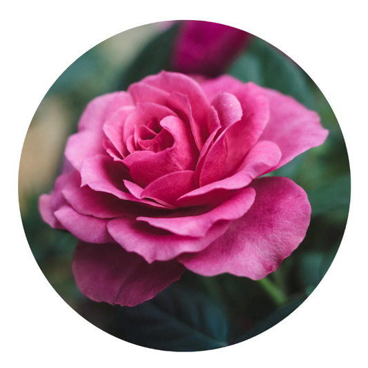 Rose Tincture: Unveiling the Floral Elixir for Beauty, Wellness, and Beyond