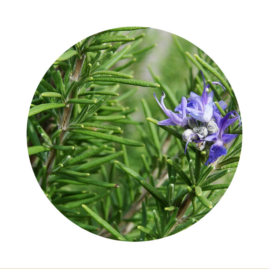 Rosemary Tincture: A Herbal Symphony for Health and Vitality