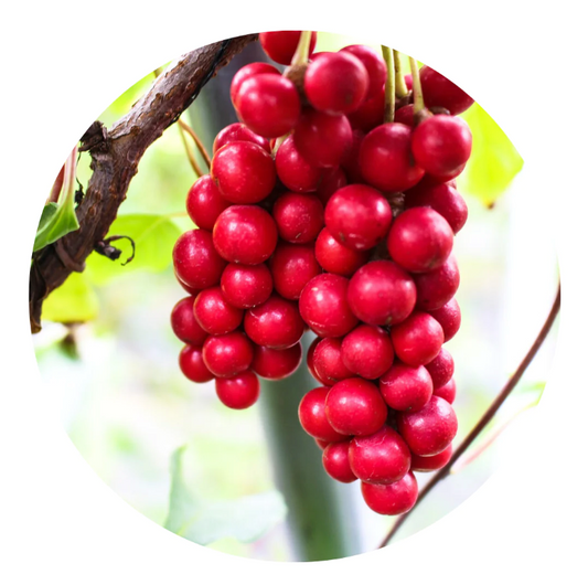 Schisandra Berry Tincture: Harnessing Nature's Adaptogen for Holistic Well-being