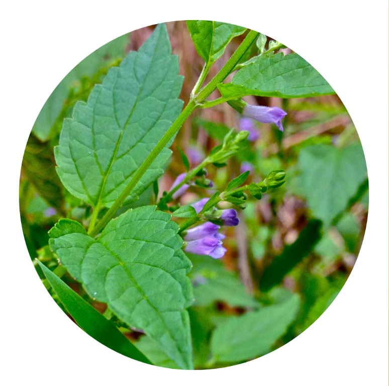 Skullcap Tincture: Nature's Soothing Elixir for Stress and Wellness