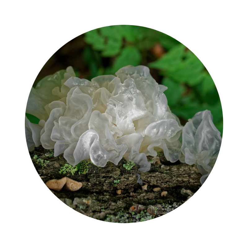 Discovering the Magic of Dried Organic Tremella Mushrooms: A Superfood for Health and Beauty