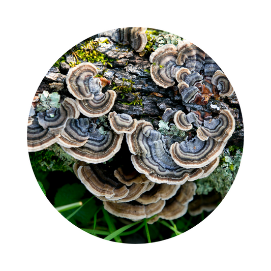 Unearthing the Healing Power of Dried Organic Turkey Tail Mushrooms