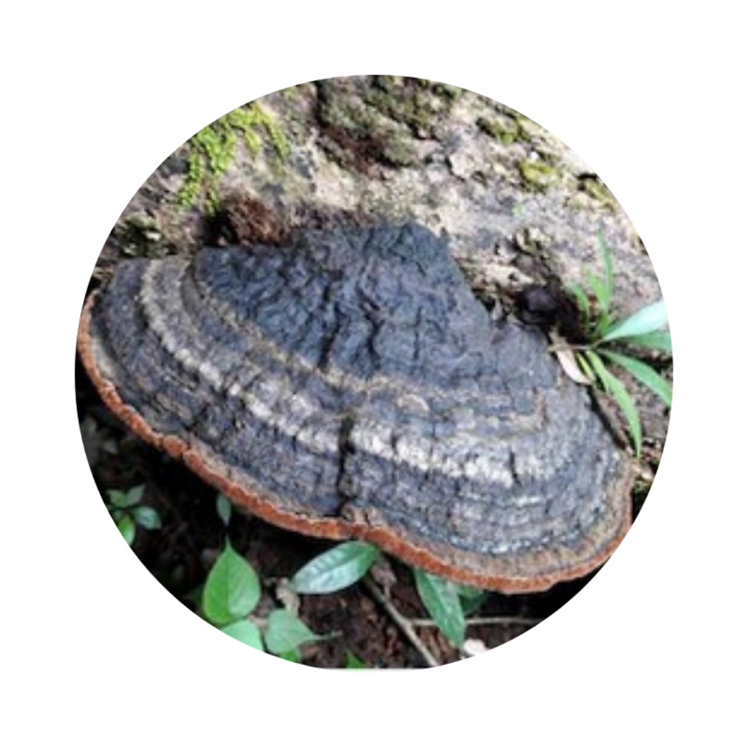 Five Mushroom Immunity Extract Powder