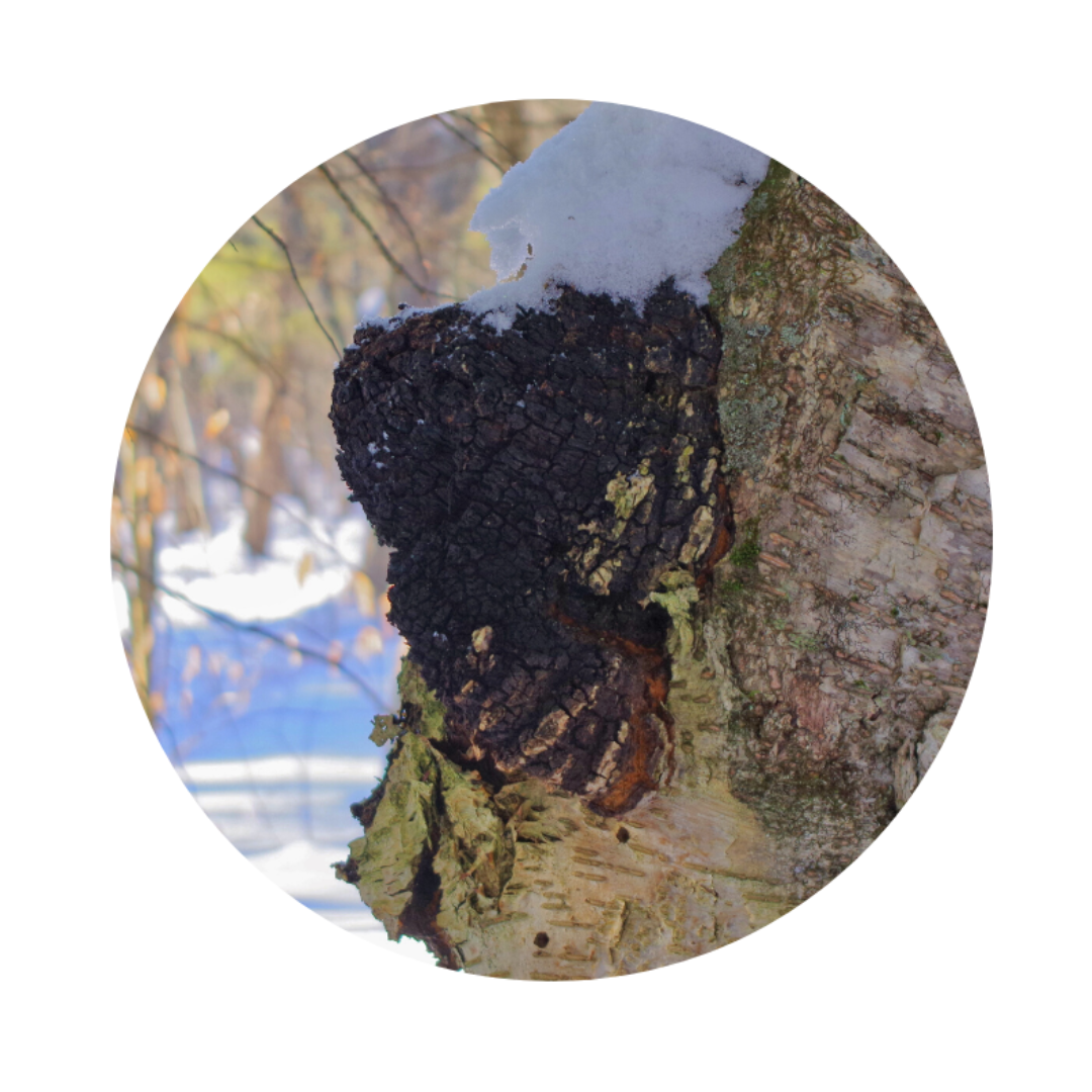 Dried Organic Chaga Conks