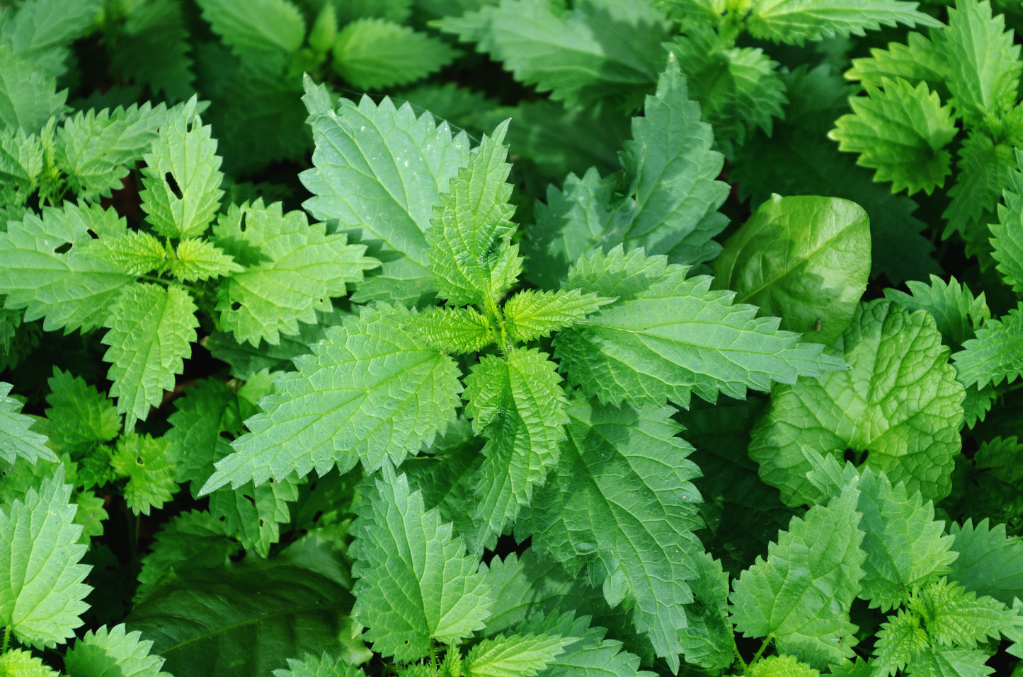 Nettle Tincture