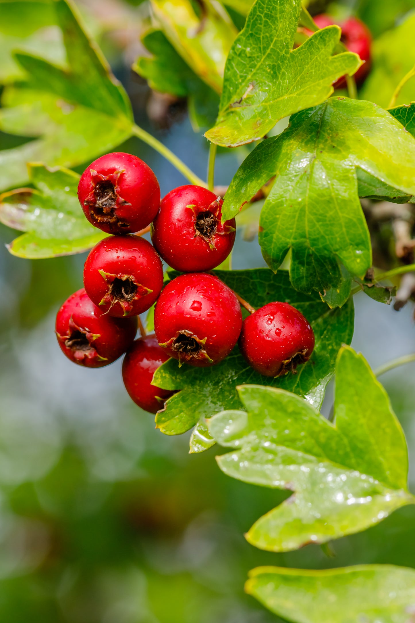 Hawthorn Tincture