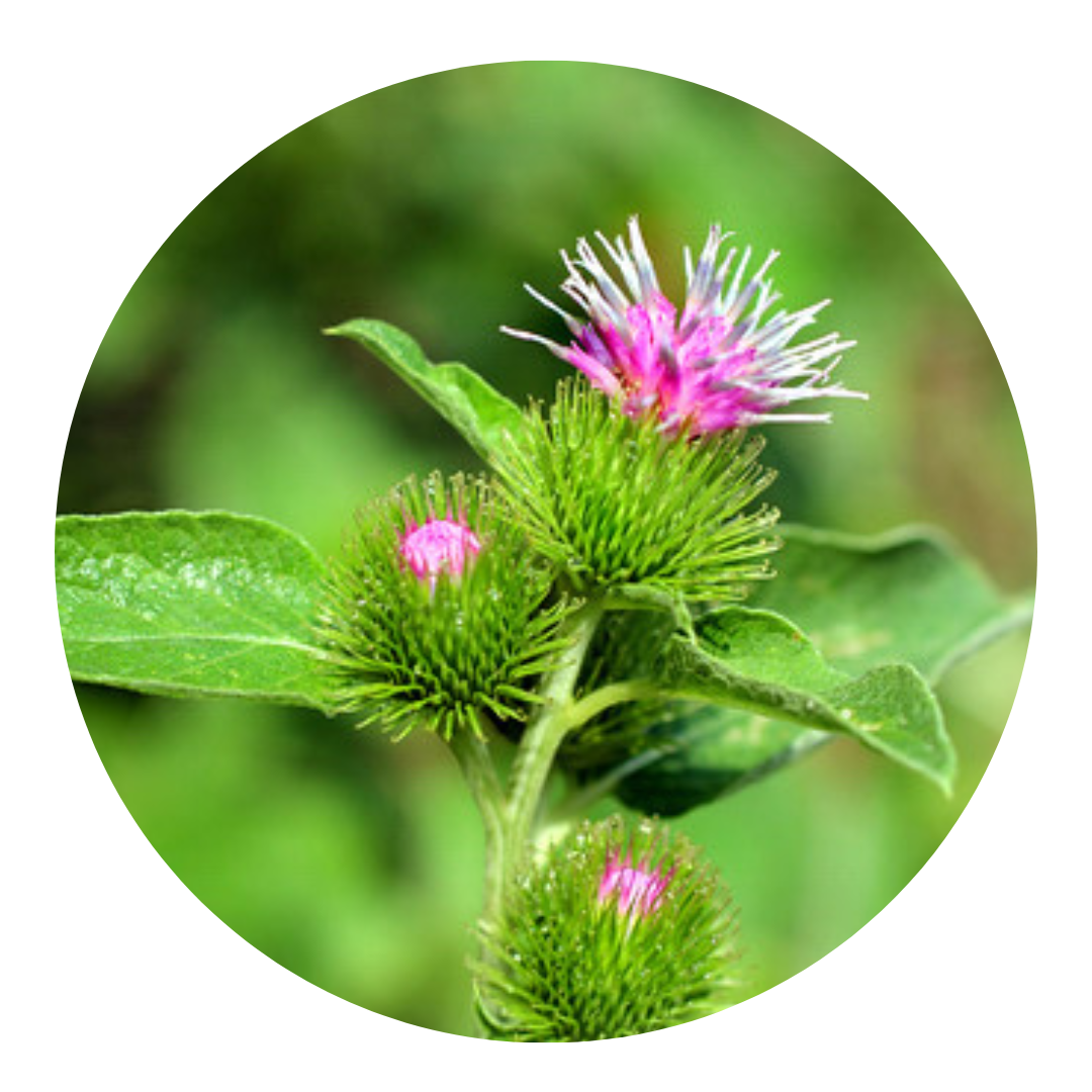 Burdock Root Tincture