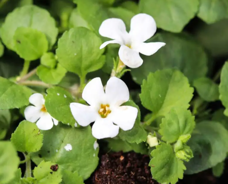 Brahmi Tincture