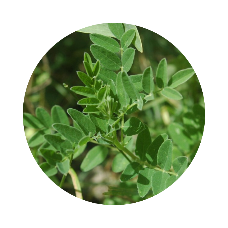 Astragalus Tincture