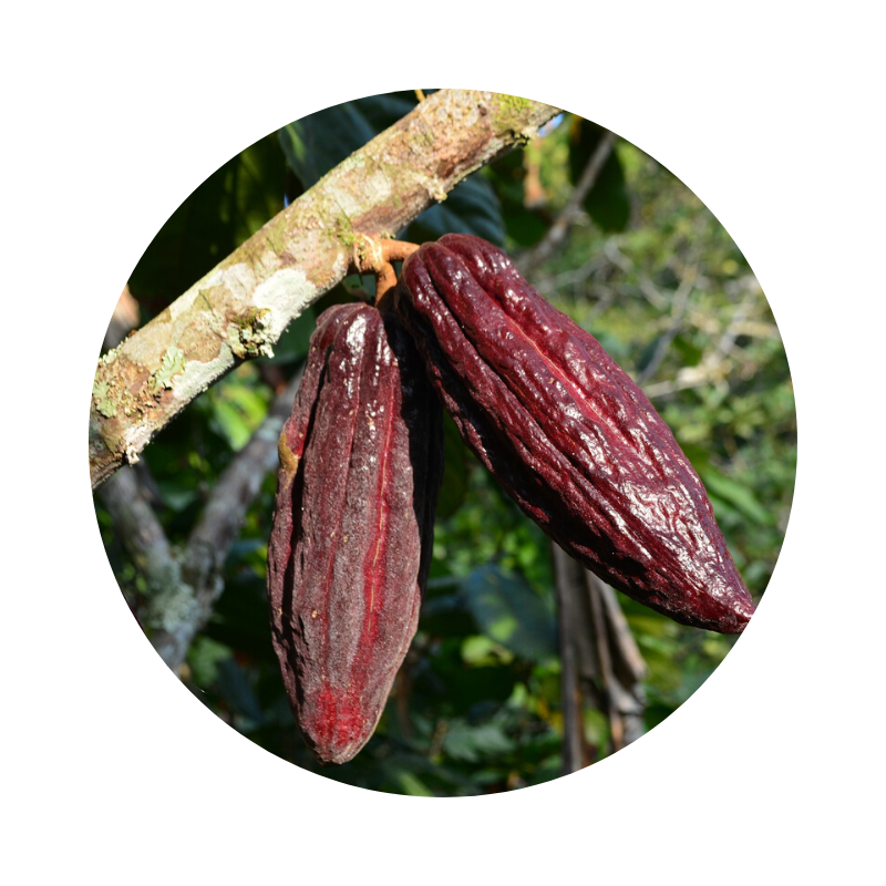 Cacao Tincture