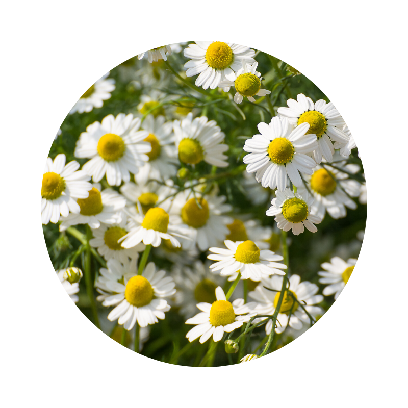 Chamomile Tincture