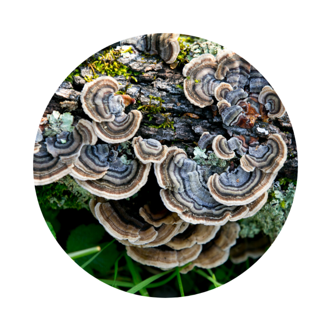 Dried Organic Turkey Tail Mushrooms