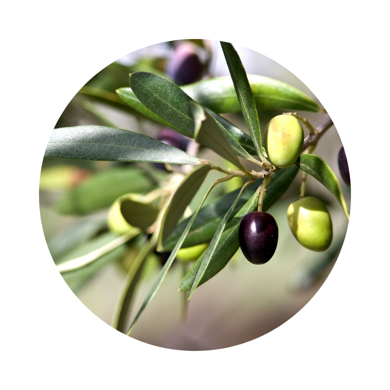 Olive Leaf Tincture