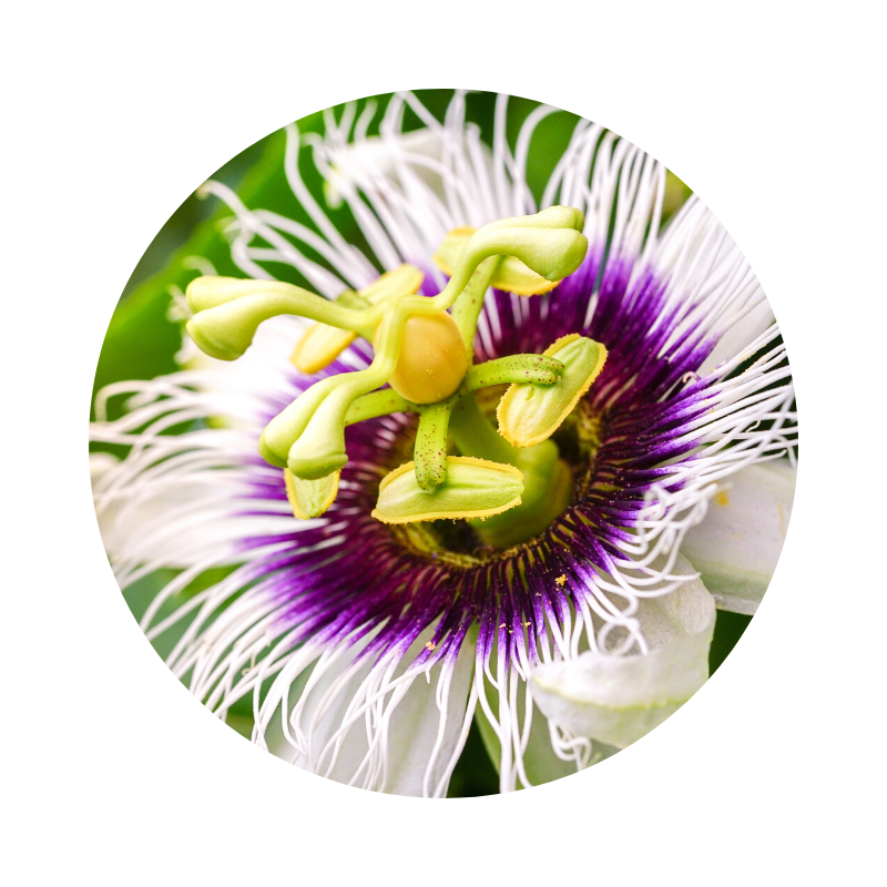 Passion Flower Tincture